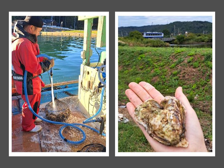 石川県七尾産　能登かき　殻付き　半缶（40～50個） 加熱調理用 ｜ 牡蠣 カキ かき オイスター 国産 加熱用 冷蔵 ガンガン カンカン 缶 レンチン BBQ バーベキュー キャンプ カキフライ 牡蠣鍋 海鮮 魚介 石川県 七尾市 能登 復興 復興支援 ※離島への配送不可 ※2026年1月上旬～5月下旬頃に順次発送予定