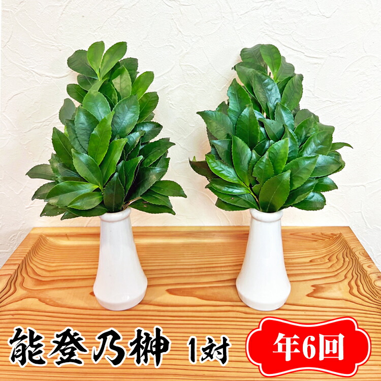 【定期便】能登乃榊 1対 年6回（6か月間定期配送） ※着日指定不可