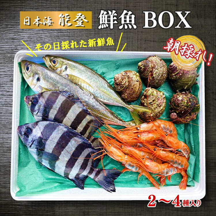 能登の朝どれ「いきいき七尾魚」おまかせ鮮魚ボックス 小（2～4種類）（下処理なし） ｜ 魚 新鮮 詰め合わせ ※北海道・青森・沖縄・離島及び九州（福岡県を除く）配送に2日以上かかる地域へのお届け不可