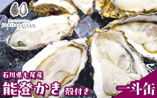 飛田水産　石川県七尾産　能登かき　殻付き一斗缶｜牡蠣　専用ナイフ 牡蠣 かき カキ 能登の里山里海 石川県七尾市 能登半島 ※要加熱 ※2026年1月上旬～5月下旬頃に順次発送予定 ※北海道・沖縄・離島への発送不可