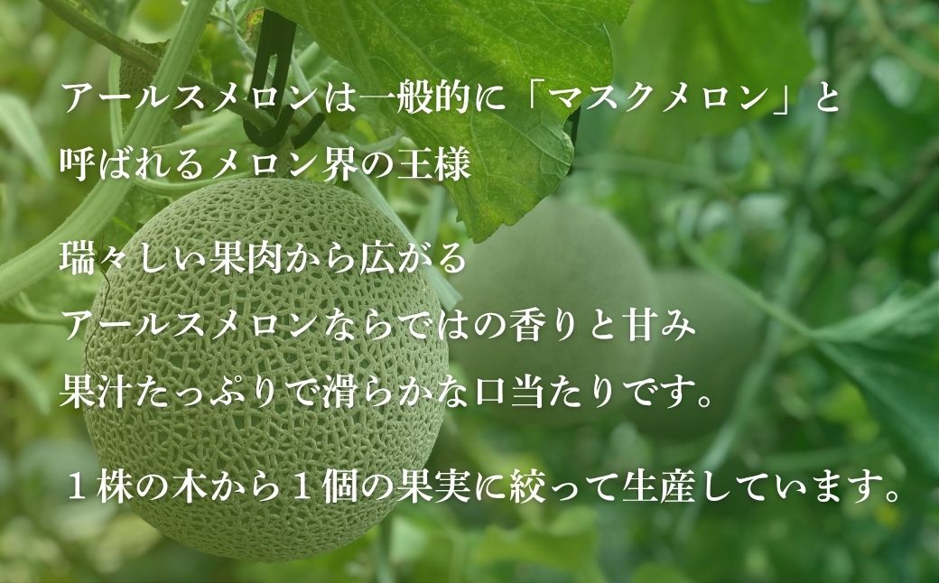 【先行予約】アールスメロン 1玉（1.7kg以上） 化粧箱入り 令和8年8月上旬より順次発送 先行予約 マスクメロン 果物 フルーツ プレゼント 贈答用