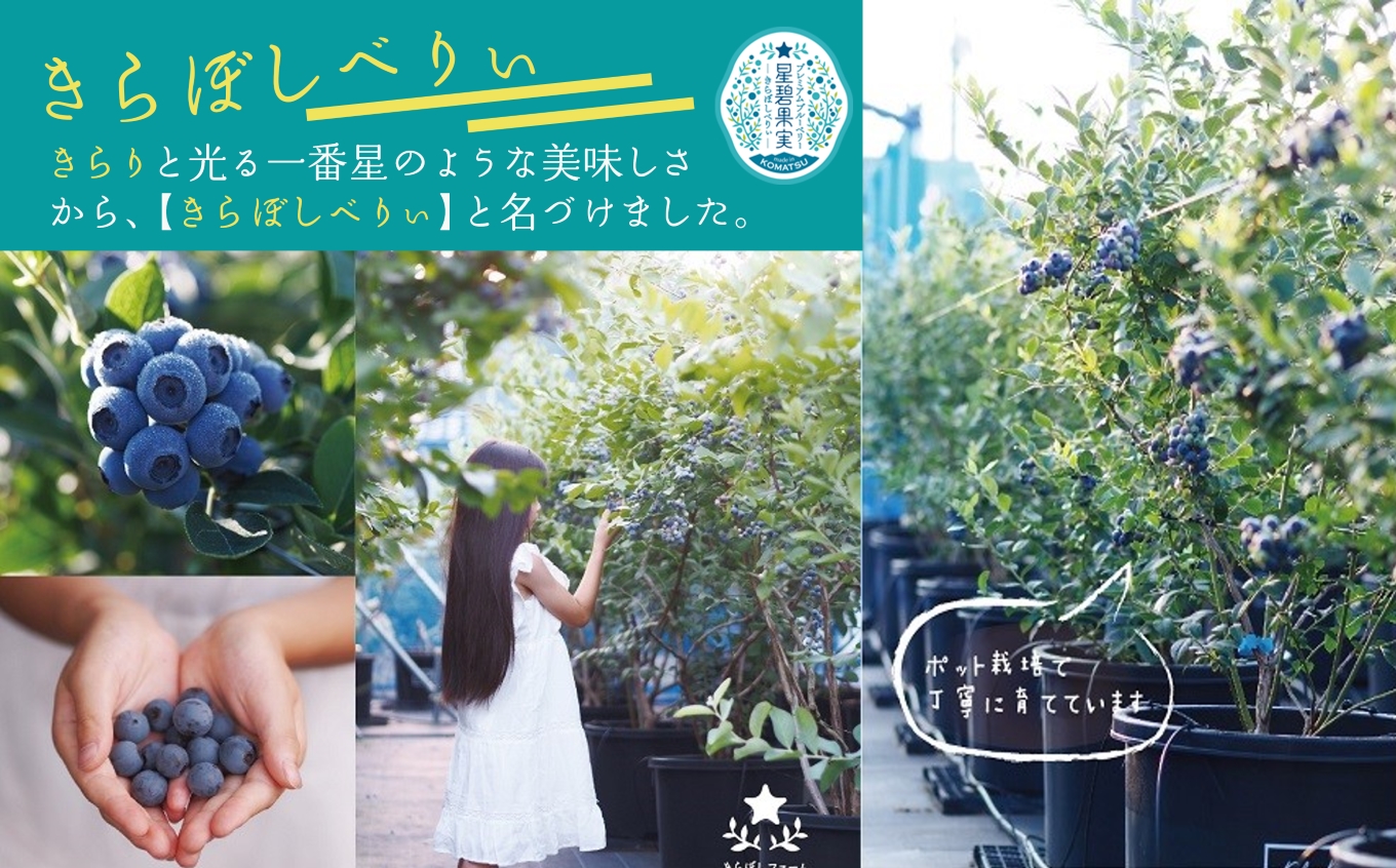 ブルーベリー摘み取り体験《大人1名様》 010203 石川県 小松市 北陸