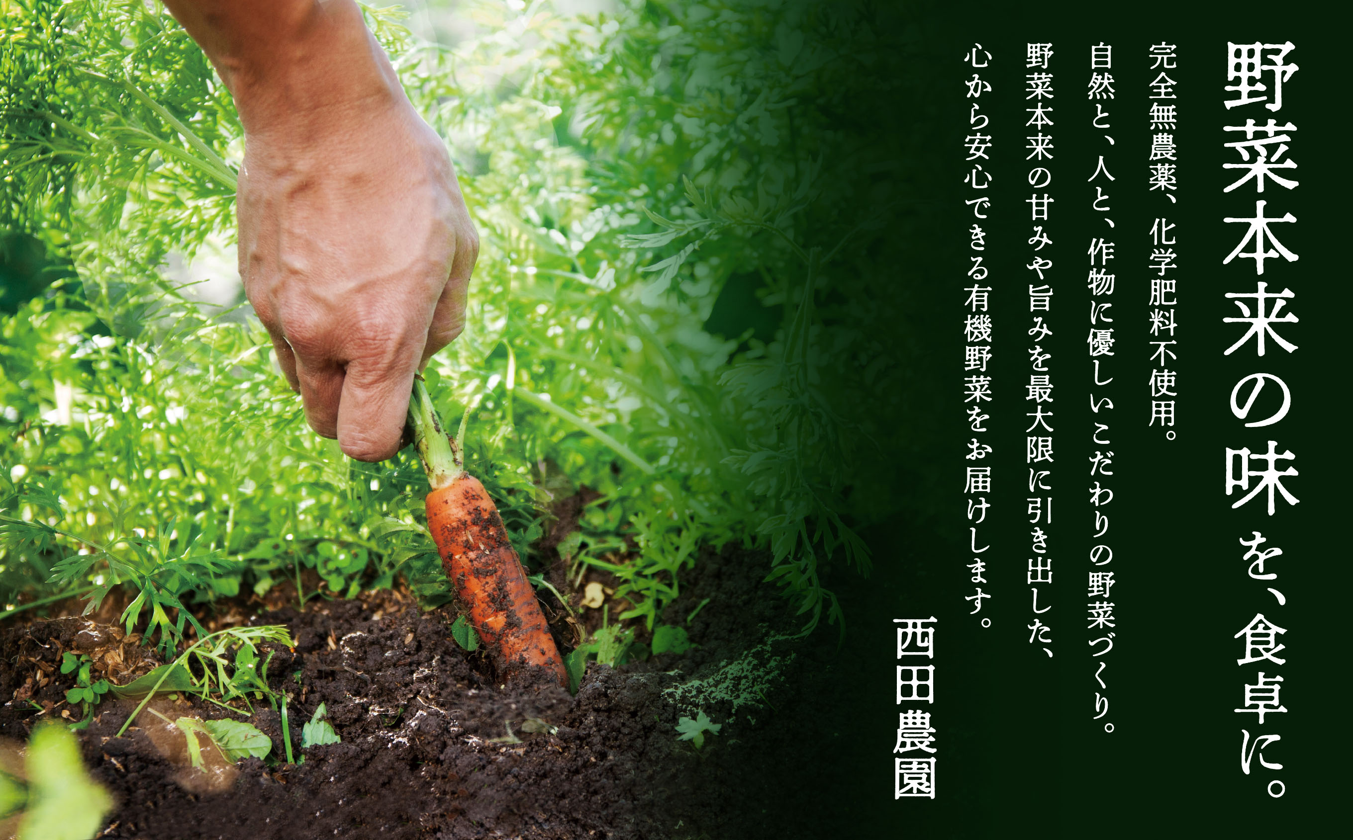 季節の有機野菜詰合せ Ｂセット 【西田農園】オーガニック野菜詰め合わせ  石川県 小松市 北陸