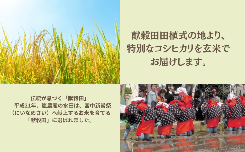 令和7年産 コシヒカリ 玄米 30kg 米 コメ お米 げんまい 石川県産 小松市産 【有限会社嵐農産】