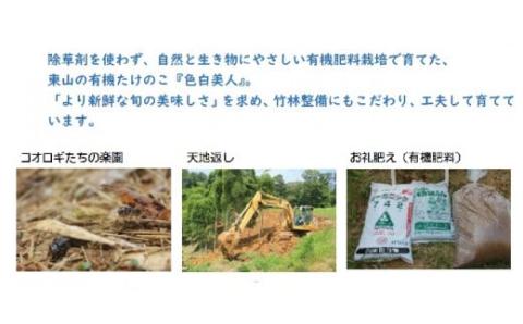 【来春先行予約】有機JAS認証  白子たけのこ 「色白美人」 3.5kg 筍 石川県 小松市 北陸