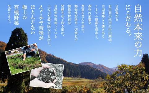 有機野菜詰合せ Aセット 西田農園 旬野菜 詰め合わせ セット  石川県 小松市 北陸