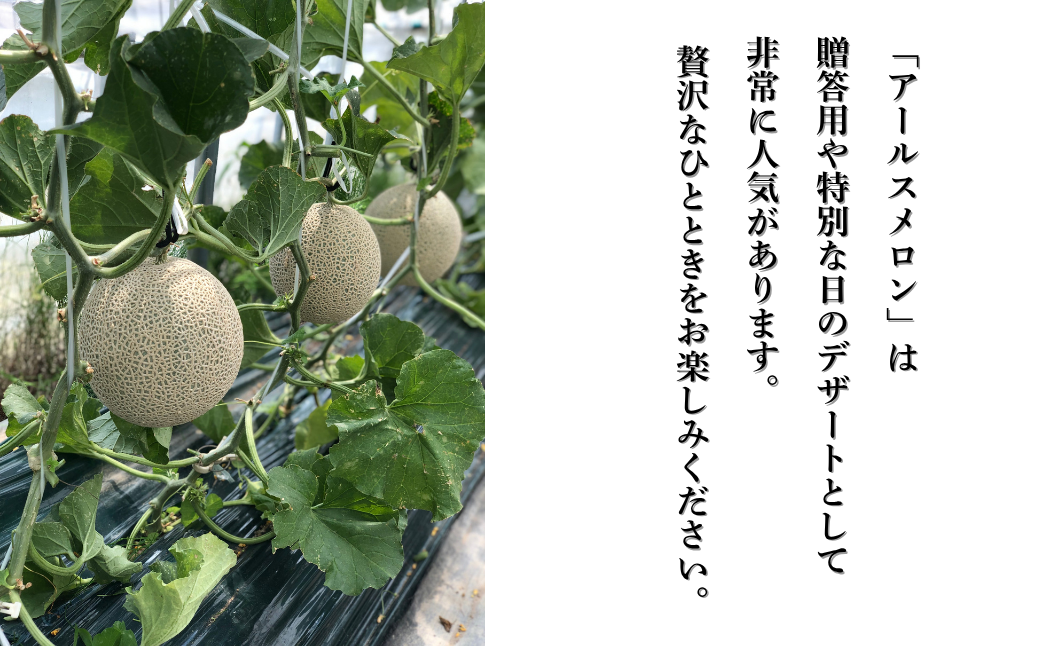 【先行予約】アールスメロン 1玉（1.7kg以上） 化粧箱入り 令和8年8月上旬より順次発送 先行予約 マスクメロン 果物 フルーツ プレゼント 贈答用