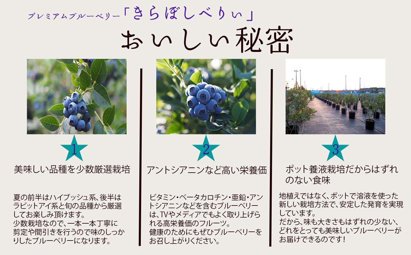 ブルーベリー摘み取り体験《大人2名様》 019023