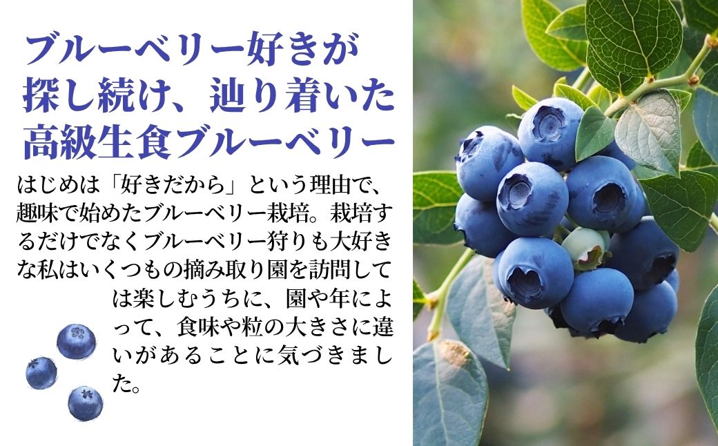冷凍ブルーベリー 500g×3袋【きらぼしべりぃ】ブルーベリー フルーツ 冷凍