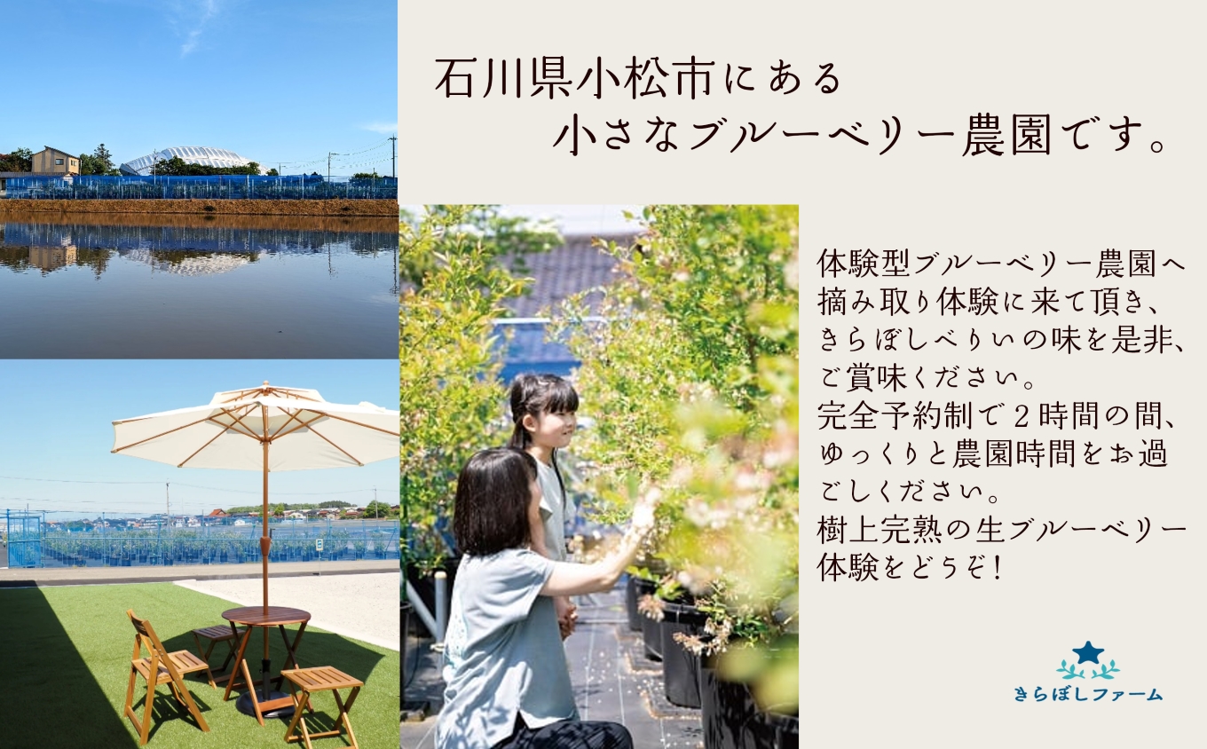 ブルーベリー摘み取り体験《大人1名様》 010203 石川県 小松市 北陸