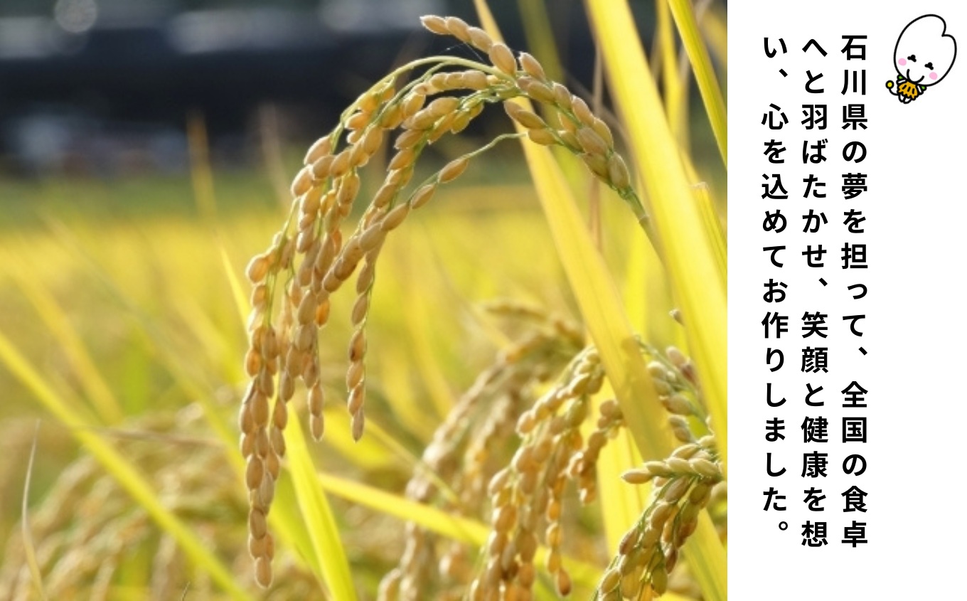 令和7年産 米 10kg ゆめみづほ 精米 5kg × 2袋 石川県産 小松市産こめ お米 北陸