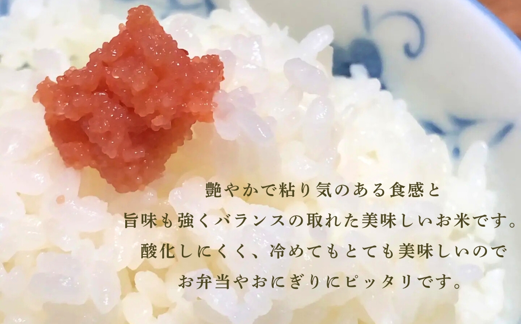令和7年産 こしひかりカルゲン米 10kg(5kg×2) お米 白米 コシヒカリ | 石川県 小松市【坂口農園】