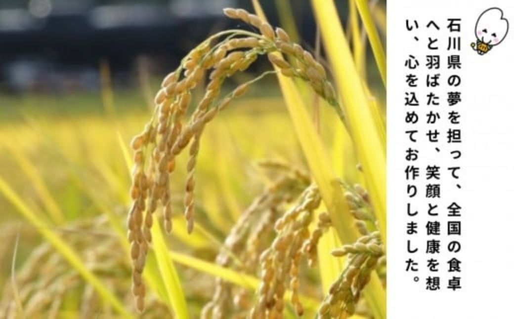 【先行予約】【定期便】令和8年産 小松産 ゆめみづほ 精米 5kg×12ヶ月（毎月） 米 お米｜石川県 小松市 JA小松市