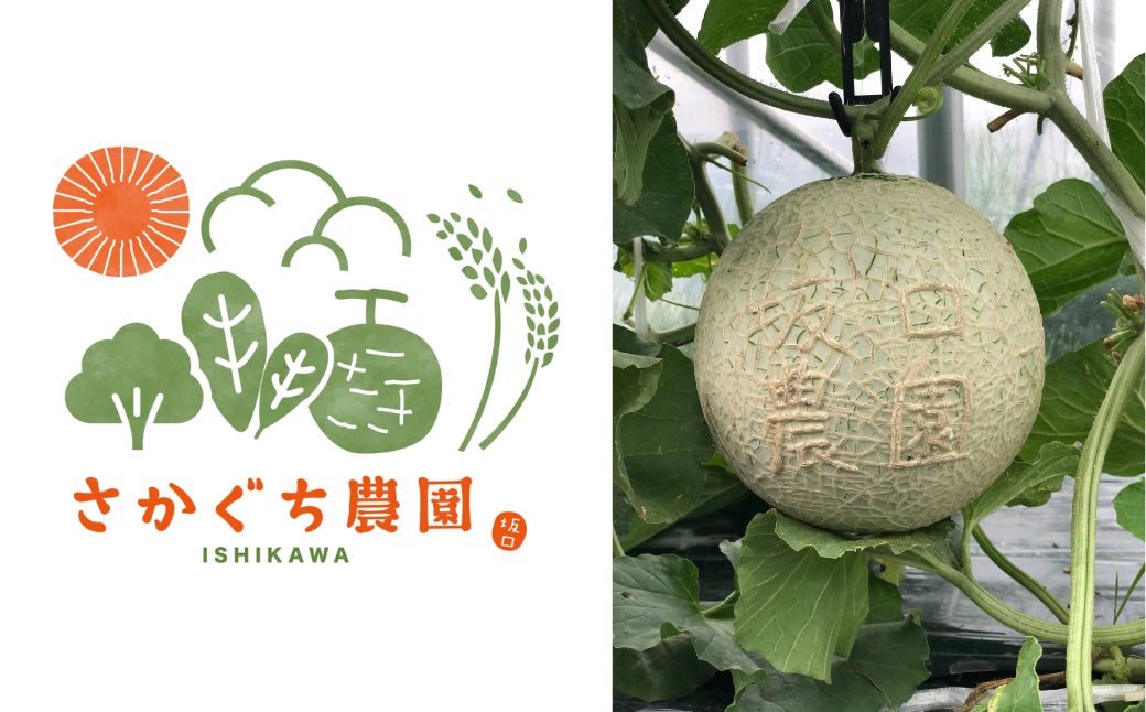 【先行予約】アールスメロン 1玉（1.7kg以上） 化粧箱入り 令和8年8月上旬より順次発送 先行予約 マスクメロン 果物 フルーツ プレゼント 贈答用