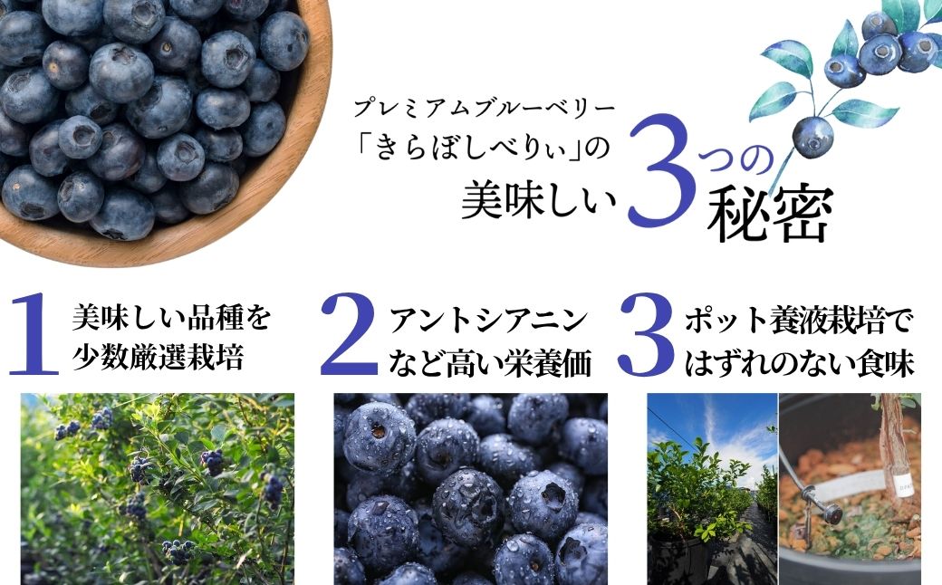 冷凍ブルーベリー 500g×2袋【きらぼしべりぃ】ブルーベリー フルーツ 冷凍
