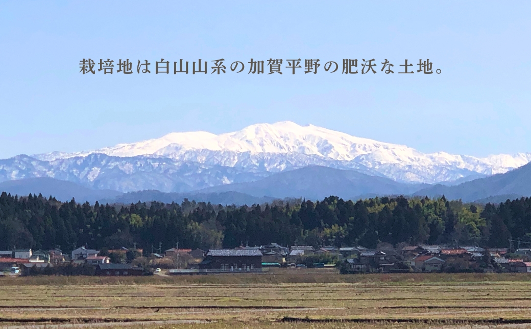 【定期便】令和7年産 こしひかりカルゲン米 5kg×3ヶ月(毎月) お米 白米 コシヒカリ | 石川県 小松市【坂口農園】