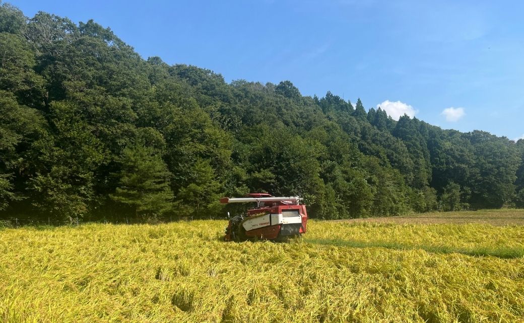 【先行予約】令和8年産コシヒカリ 精米 30kg お米 白米 小松市 石川県 こしひかり【元田農産】