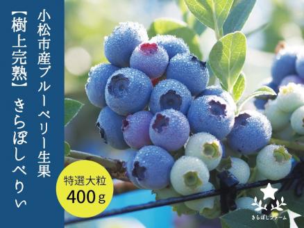 小松産ブルーベリー【きらぼしべりぃ】生果　400g 石川県 小松市 北陸