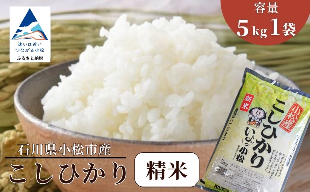 【先行予約】令和8年産 小松産こしひかり 精米 5kg 米 お米｜石川県 小松市 JA小松市