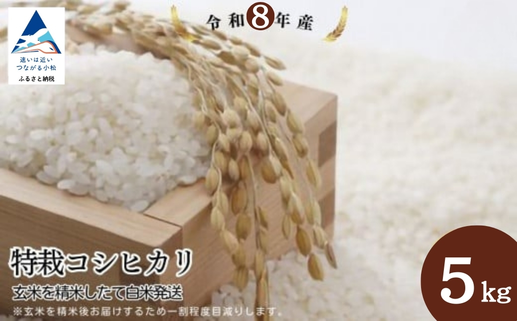 【先行予約】令和8年産 特栽コシヒカリ 玄米 5kg 精米したて発送 精米 白米 こしひかり | 石川県 小松市【のむら農産】
