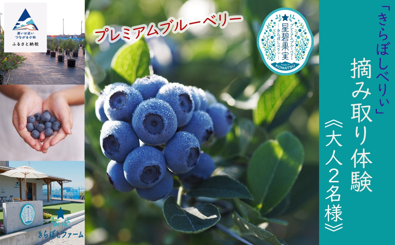 ブルーベリー摘み取り体験《大人2名様》 019023