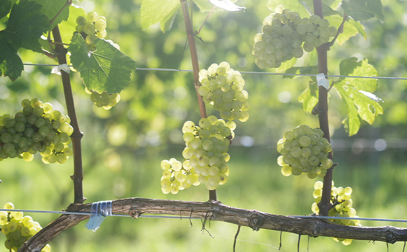 OKU-NOTO　シャルドネ（白ワイン） お酒