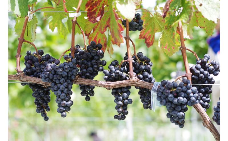 OKU-NOTO　メルロー（赤ワイン） お酒