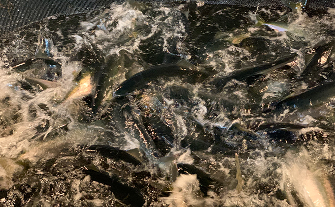 【納品日指定不可】網元直送！天然能登寒ブリ1本（約8～9kg） 魚介類 活〆 ぶり