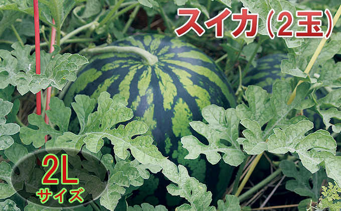 【在庫数限定】スイカ（2玉）1玉約7kg以上 果物類