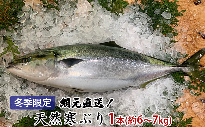 【納品日指定不可】網元直送！天然能登寒ぶり1本（約6～7kg） 魚介類 活〆