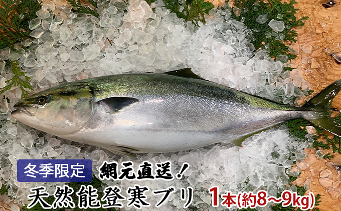 【納品日指定不可】網元直送！天然能登寒ブリ1本（約8～9kg） 魚介類 活〆 ぶり