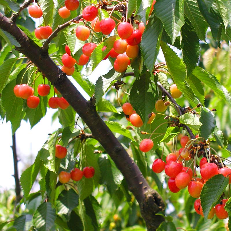 さくらんぼ狩り体験 食べ放題 1名様分 さくらんぼ狩り フルーツ狩り くだもの狩り もぎたて さくらんぼ サクランボ フルーツ 果物 くだもの 体験 復興 震災 コロナ 能登半島地震復興支援 北陸新幹線 F6P-1808