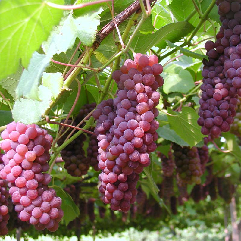 デラウェア狩り体験 食べ放題 1名様分 デラウェア狩り ぶどう狩り フルーツ狩り くだもの狩りデラウェア ぶどう ブドウ 葡萄 フルーツ 果物 くだもの 体験 復興 震災 コロナ 能登半島地震復興支援 北陸新幹線 F6P-1809