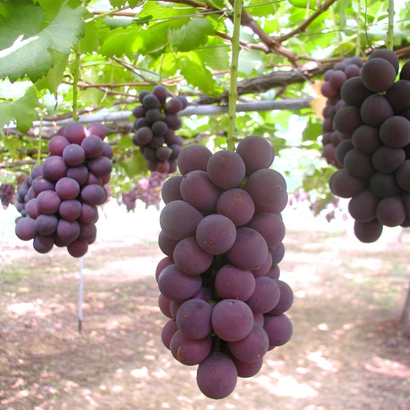 ブラックオリンピア狩り体験 食べ放題 1名様分 ブラックオリンピア 狩り フルーツ狩り くだもの狩り ぶどう ブドウ 葡萄  果物 くだもの 体験 復興 震災 コロナ 能登半島地震復興支援 北陸新幹線 F6P-1810