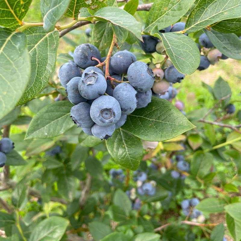ブルーベリー狩り体験 食べ放題 1名様分 ブルーベリー狩り フルーツ狩り くだもの狩り もぎたて ブルーベリー ベリー 葡萄 フルーツ 果物 くだもの 体験 復興 震災 コロナ 能登半島地震復興支援 北陸新幹線 F6P-1811