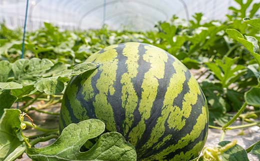 【2026先行予約】浜井さんの甘い！大玉スイカ　石川県加賀市産 スイカ 西瓜 デザート フルーツ 果物 F6P-2624