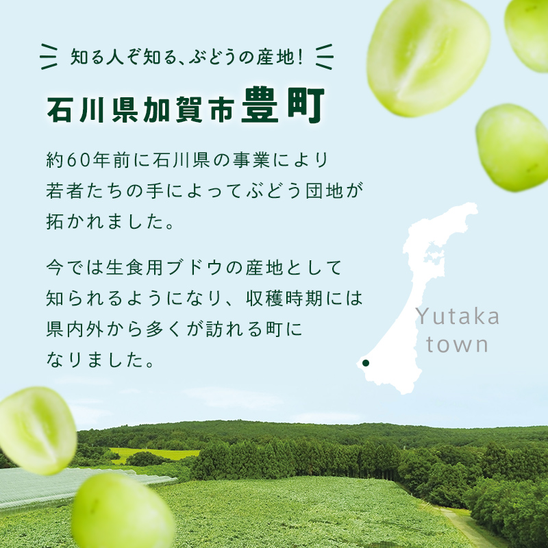 【2026年先行予約】シャインマスカット約1kg 石川県加賀市産（ご家庭用） シャインマスカット マスカット ぶどう ブドウ 葡萄 デザート フルーツ 果物 くだもの 果実 食品 F6P-2629