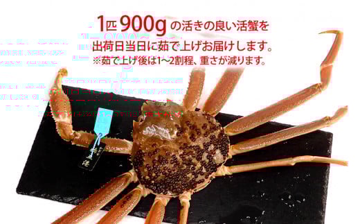 【12月16日～12月26日発送】【先行予約】【冷蔵発送】石川県産 加能かに ズワイガニ ( 産地証明タグ付 ) 茹で上げ前重量 約900g 1匹 特大サイズ F6P-2757