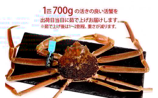 【12月16日～12月26日発送】【先行予約】【冷蔵発送】石川県産 加能かに ズワイガニ ( 産地証明タグ付 ) 茹で上げ前重量 約700g 1匹 大サイズ F6P-2751