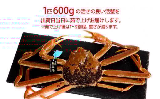 【1月20日～3月31日発送】【先行予約】【冷蔵発送】石川県産 加能かに ズワイガニ ( 産地証明タグ付 ) 茹で上げ前重量 約600g 1匹 中サイズ F6P-2749