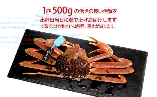 【12月16日～12月26日発送】【先行予約】【冷蔵発送】石川県産 加能かに ズワイガニ ( 産地証明タグ付 ) 茹で上げ前重量 約500g 1匹 中サイズ F6P-2745