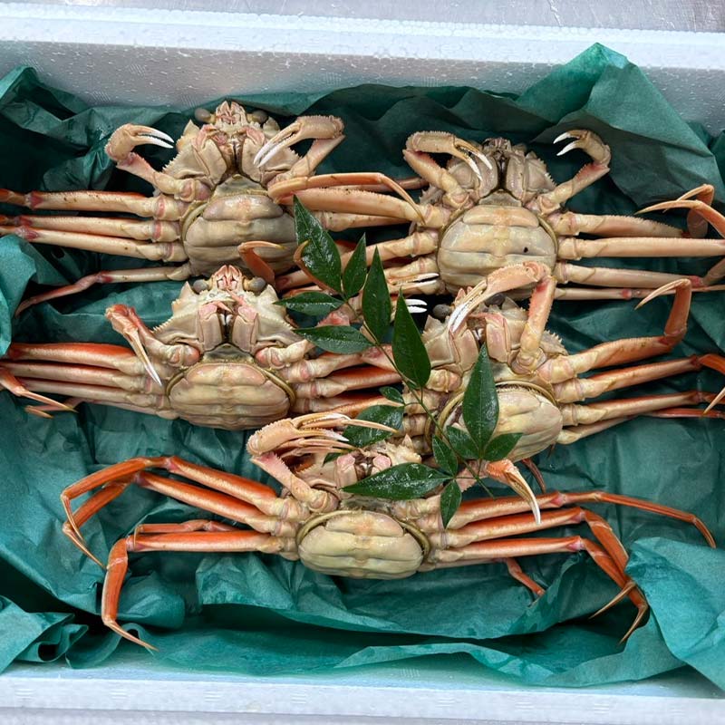 【先行予約】【冷蔵発送】朝茹で香箱ガニ メスのズワイガニ 姿5杯セット 2025年11月上旬以降発送 朝茹で カニ かに 蟹 姿 香箱蟹 香箱がに こうばこがに 茹で ボイル ギフト グルメ 海の幸 海産物 食品 F6P-2177