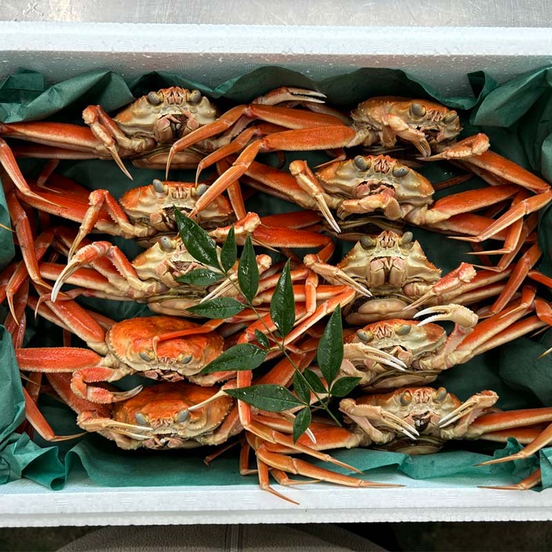 【先行予約】【冷蔵発送】朝茹で香箱ガニ メスのズワイガニ 姿10杯セット 2025年11月上旬以降発送 朝茹で カニ かに 蟹 姿 香箱蟹 香箱がに こうばこがに 茹で ボイル ギフト グルメ 海の幸 海産物 食品 F6P-2178