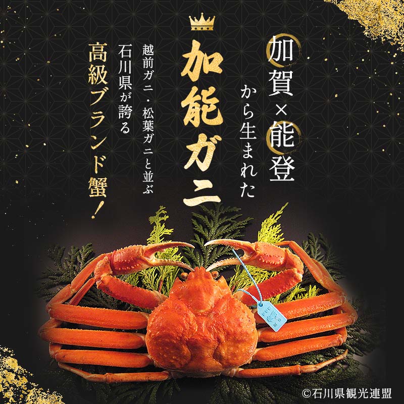 【先行予約】【冷蔵発送】朝茹で 加能ガニ 姿1杯 2025年11月上旬以降発送 カニ 朝ゆで 加能蟹 かのうがに 姿 ボイル 蟹 ズワイガニのオス 冷蔵発送 贈り物 ギフト ご当地 グルメ 海の幸 海産物 食品 F6P-2483