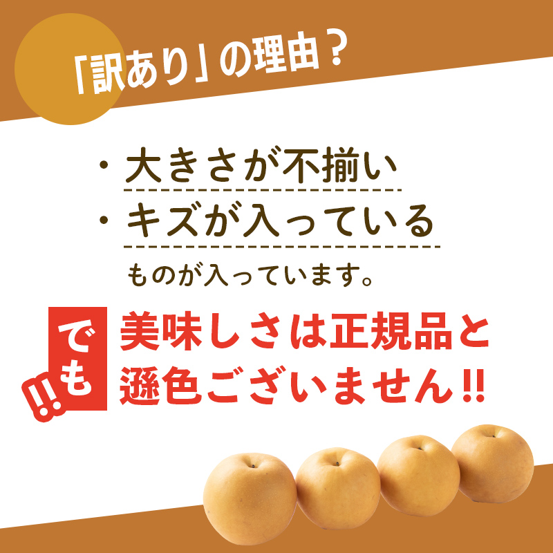 【2026年先行予約】【訳あり】梨 福袋 5kg 旬の品種を1品種お届け くだもの 果物 フルーツ ご当地 食品 新水 なつしずく 幸水 豊水 あきづき 新高 新興 愛宕 F6P-2945