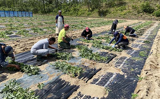 【2026先行予約】浜井さんの甘い！大玉スイカ　石川県加賀市産 スイカ 西瓜 デザート フルーツ 果物 F6P-2624