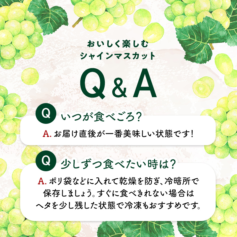 【2026年先行予約】シャインマスカット約1kg 石川県加賀市産（ご家庭用） シャインマスカット マスカット ぶどう ブドウ 葡萄 デザート フルーツ 果物 くだもの 果実 食品 F6P-2629