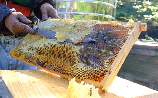 石川県産はちみつ あかしあ160g×さくら160g ハチミツ 蜂蜜 加工品 調味料 食品 F6P-2818