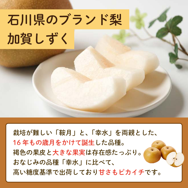 【先行予約】梨 加賀しずく 1箱（6個～10個）石川県加賀市産（2026年8月下旬～9月中旬頃発送） かがしずく ブランド梨 石川県 先行予約 予約 冷蔵配送 くだもの 果物 フルーツ ご当地 食品 災害支援 北陸新幹線 F6P-1951