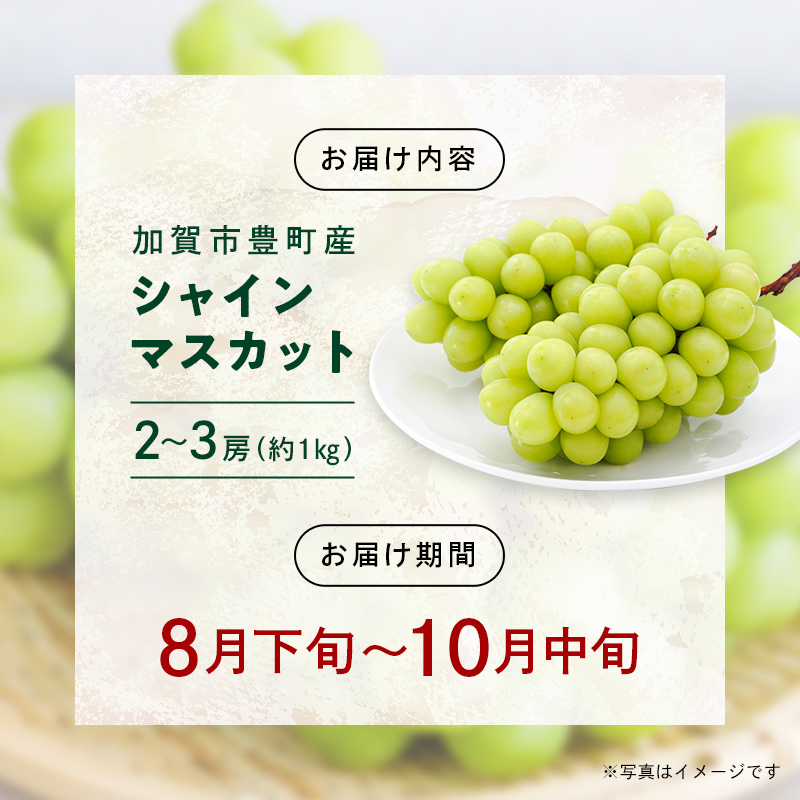 【2026年先行予約】シャインマスカット約1kg 石川県加賀市産（ご家庭用） シャインマスカット マスカット ぶどう ブドウ 葡萄 デザート フルーツ 果物 くだもの 果実 食品 F6P-2629